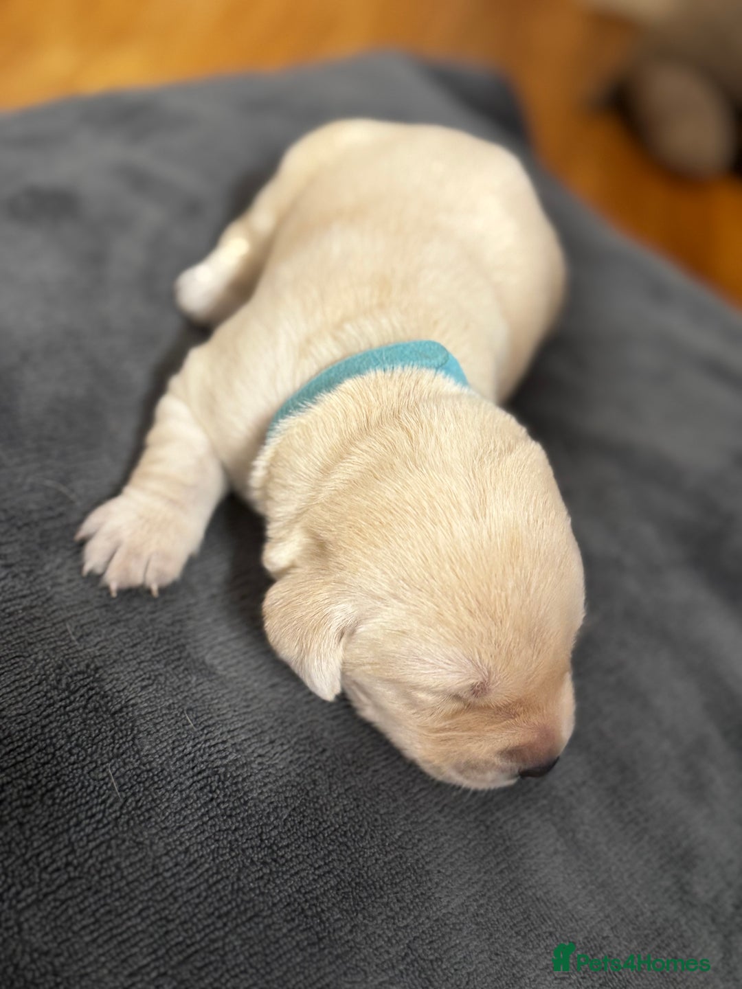 Labrador Retriever dogs for sale: Stunning, White/Yellow KC Registered Labrador Pups - Image 34