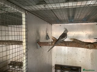 Budgerigars birds 2025 Young Cockateils. - Advert 6