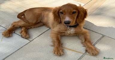 Cocker Spaniel dogs in Ottery Saint Mary - Advert 6
