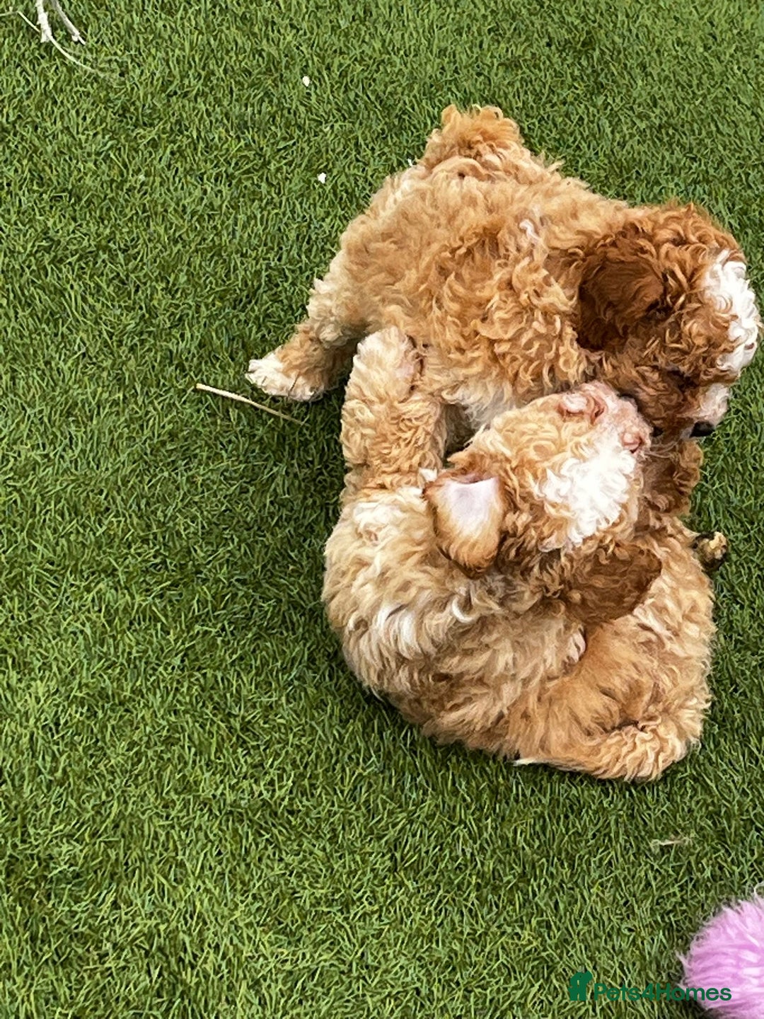 Cavapoo dogs for sale: Beautiful cavapoo puppies  - Image 19