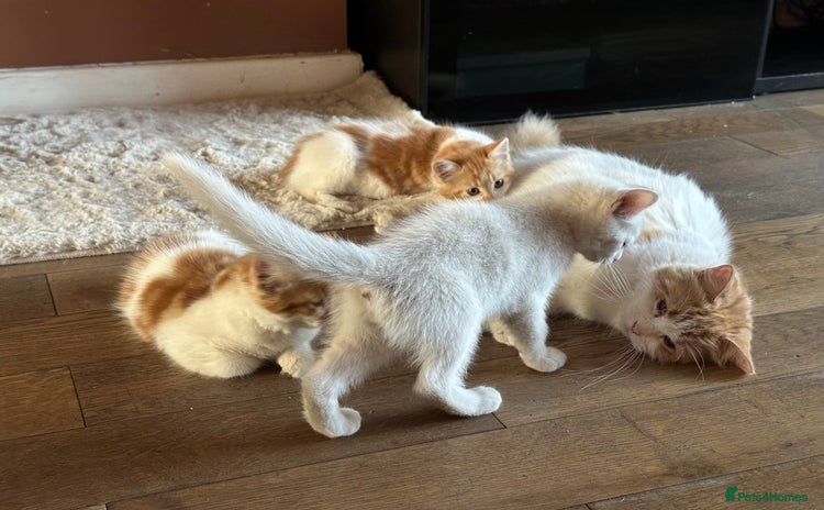 Mixed Breed cats - Advert 5