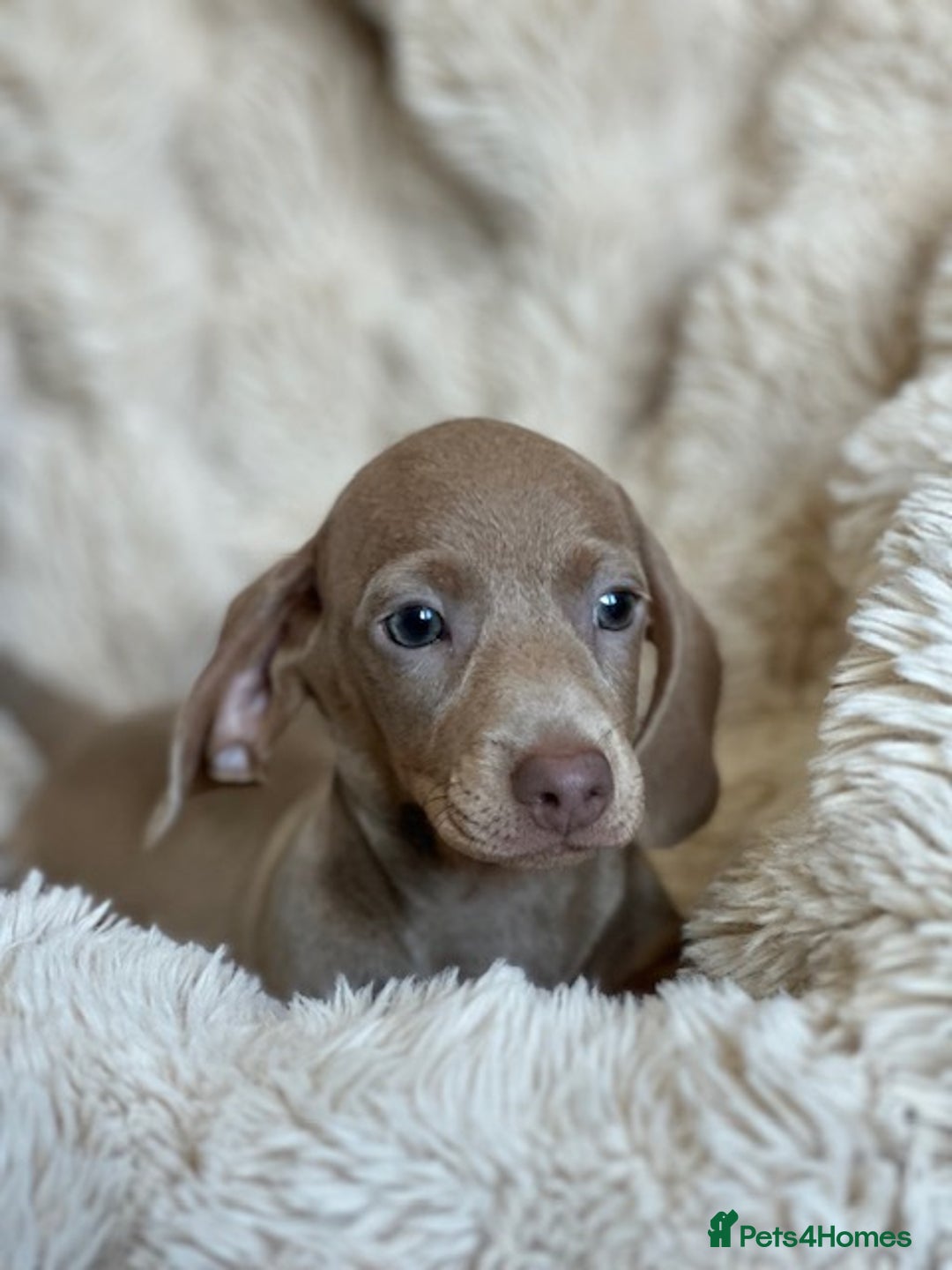 Miniature Dachshund dogs for sale: Stunning ISABELLA miniature dachshunds  - Advert 10