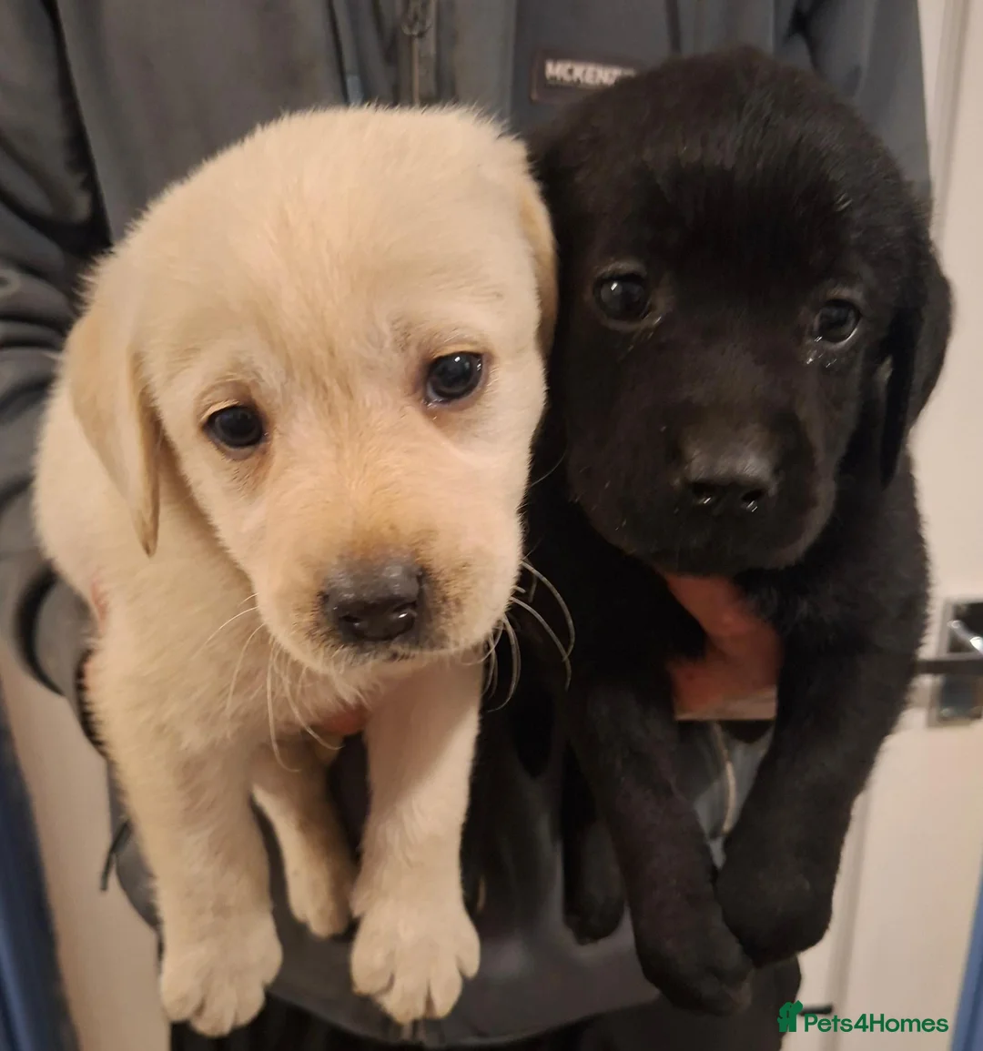 Labrador Retriever dogs for sale: Pedigree Labrador Puppies - Advert 11