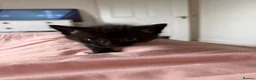 Mixed Breed cats for sale: Kittens - Advert 5