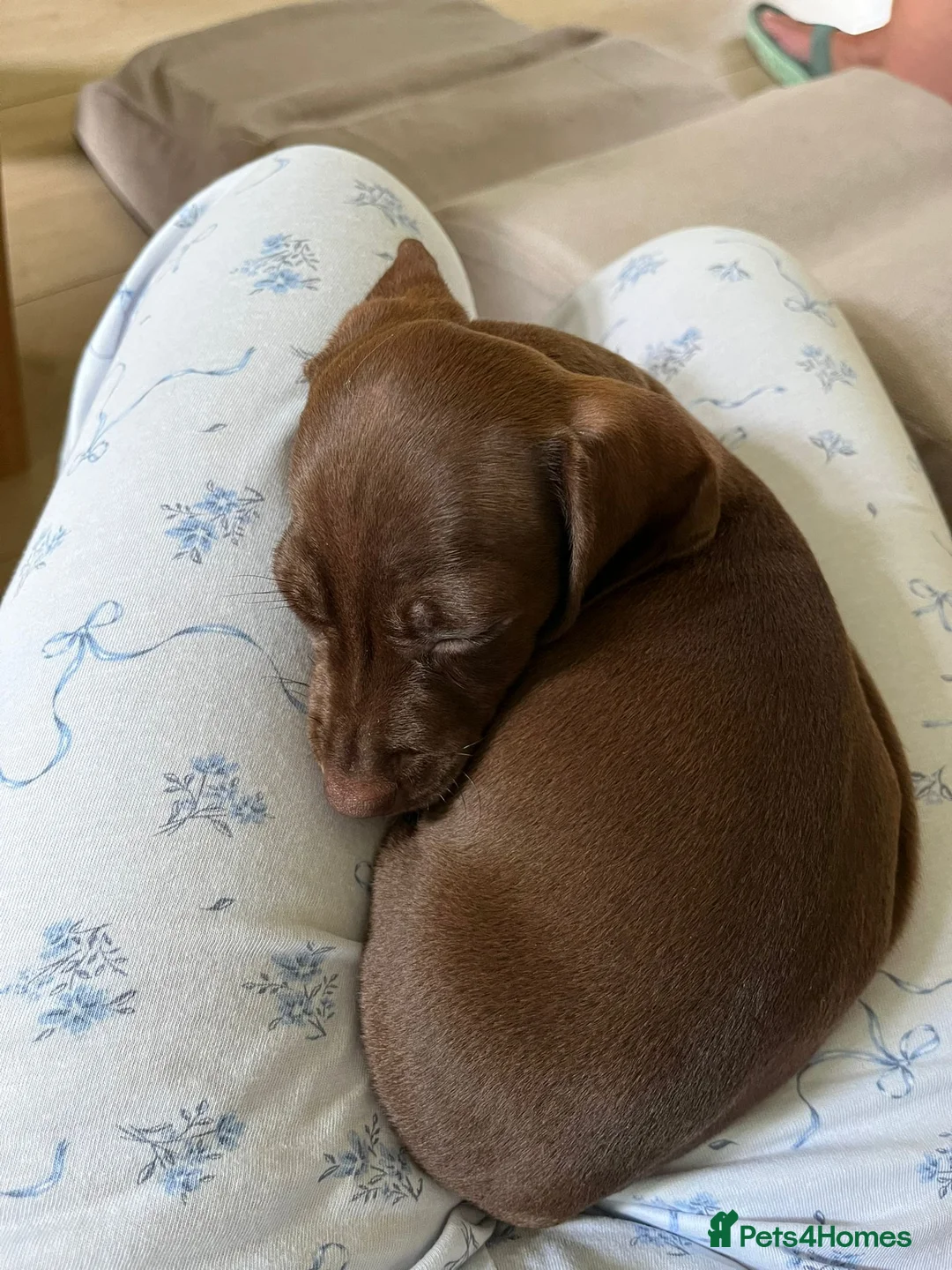 Miniature Dachshund dogs for sale: 2 month female. Dachhund - Advert 8