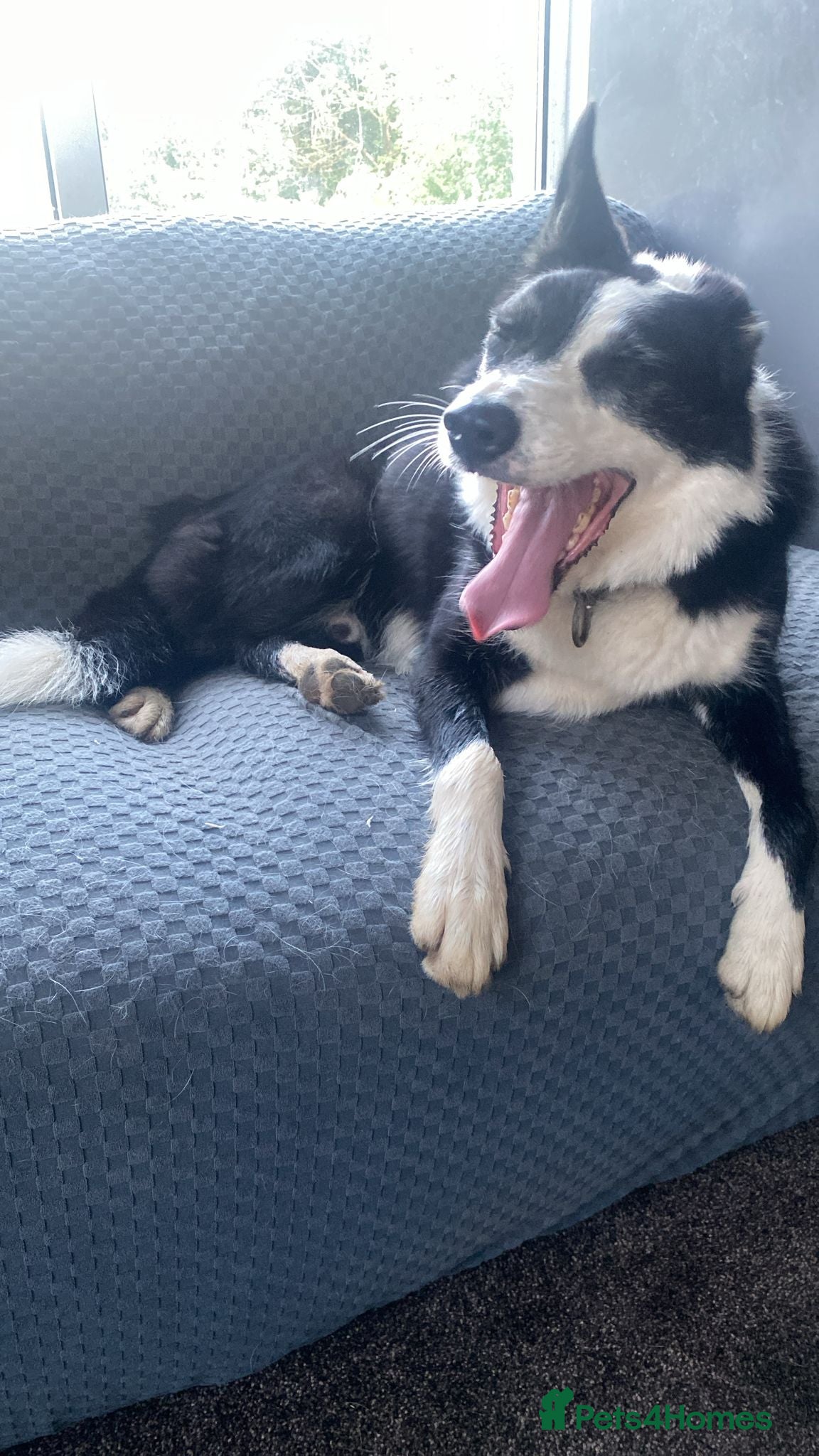 Mixed Breed dogs for sale: Border Collie Cross Pups ready for forever homes in Cairndow - Advert 27