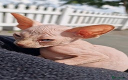 Sphynx cats for sale: Gorgeous Canadian Sphynx kittens, stunning - Image 7