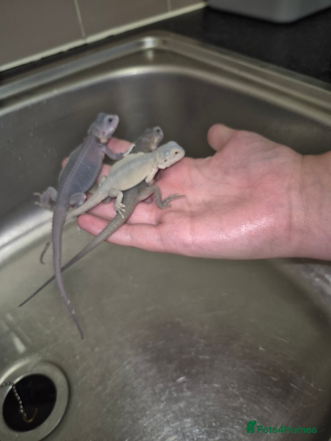 Bearded Dragon reptiles for sale: Baby bearded  dragons  - Image 29