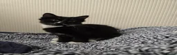 Turkish Angora cats for sale: Friendly kittens-male and female - Advert 5