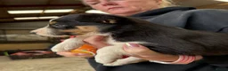 Welsh Collie dogs for sale: Adorable Mid Wales border collie puppies for sale - Advert 34