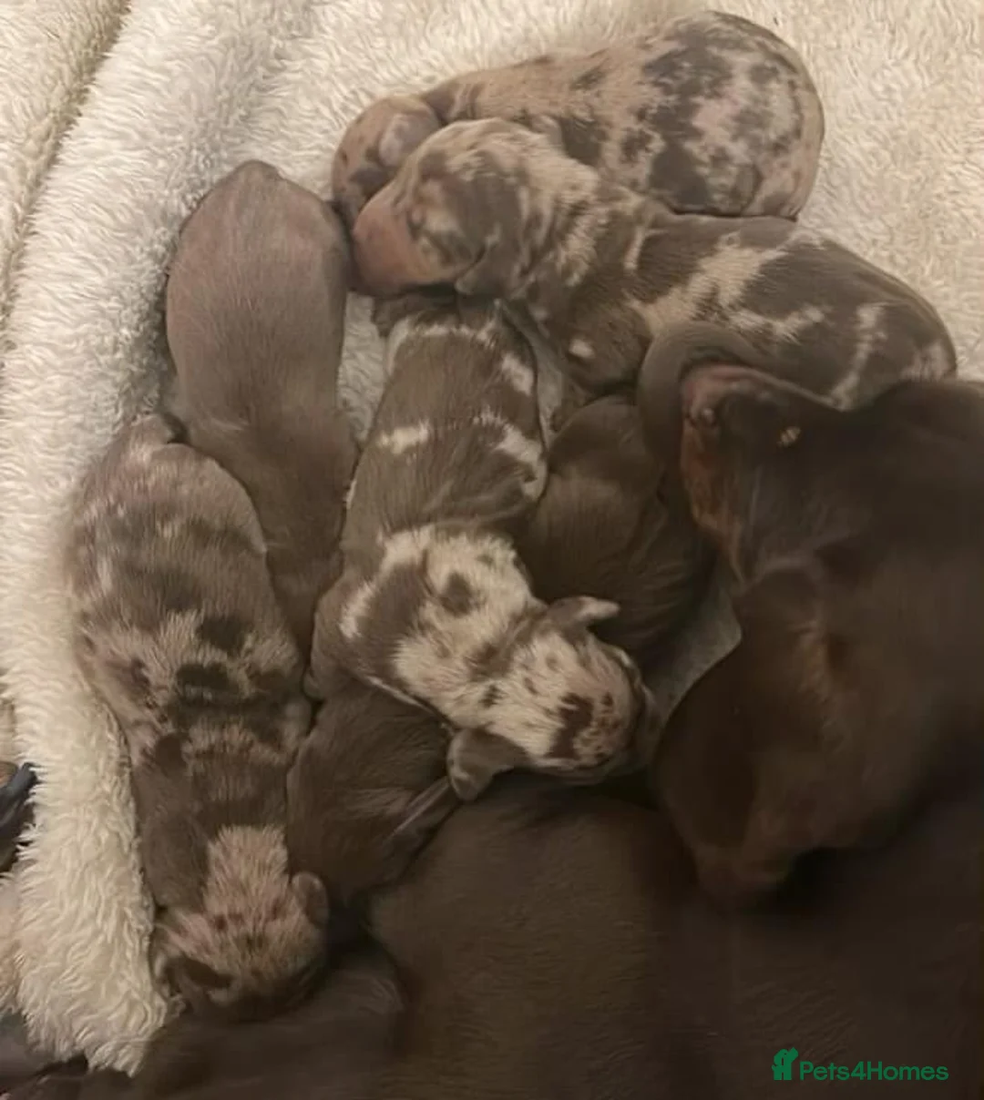 Miniature Dachshund dogs for stud: SLICE - Super Chocolate Dapple Miniature Stud in Dalry - Advert 15