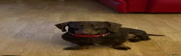 Miniature Dachshund dogs for stud: Benji~ 18 month old Dachshund Male Stud  in Carmarthen - Advert 1