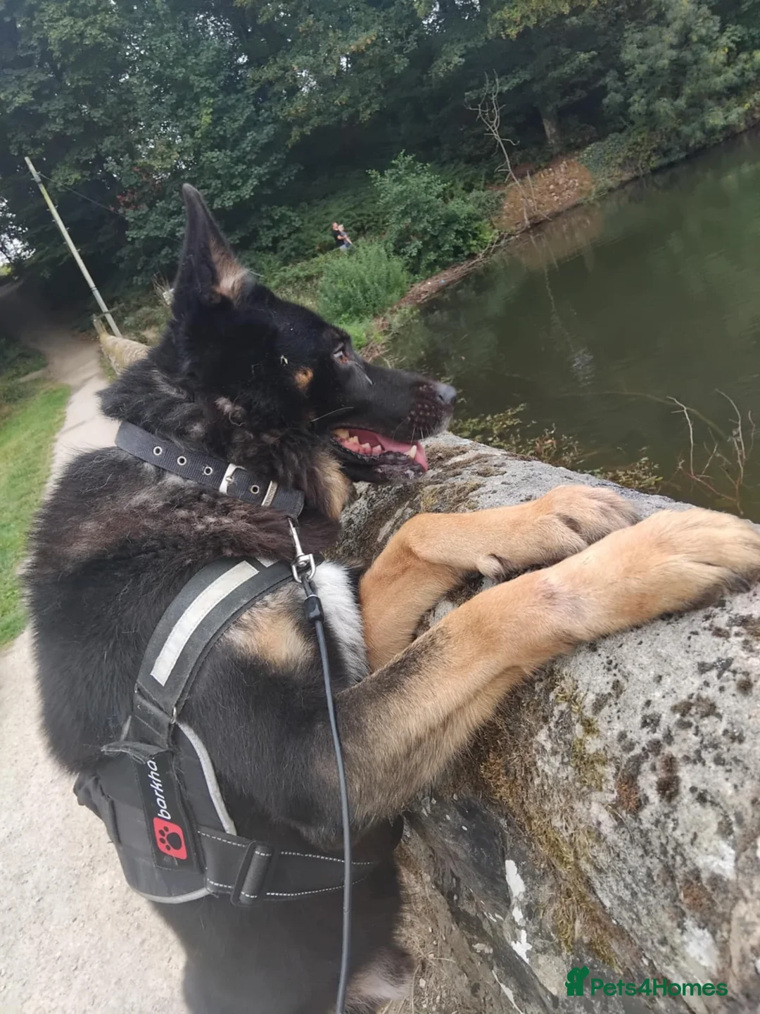 German Shepherd dogs for sale: Loving big gsd looking for forever home  - Advert 3