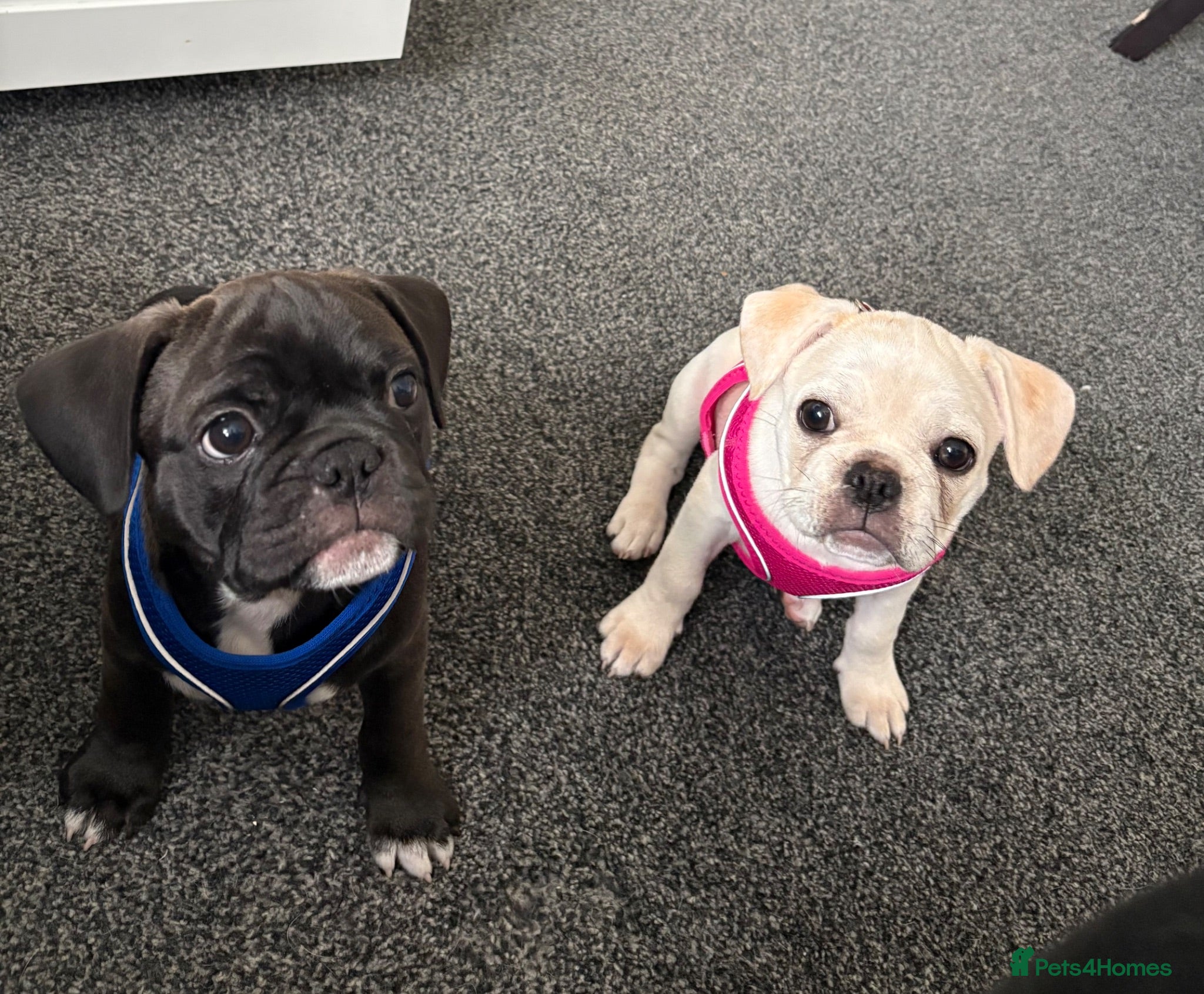 Frug dogs 🐶 Pug/French bulldog puppies 🐶 Rare markings - Advert 2