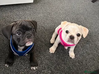 Frug dogs 🐶 Pug/French bulldog puppies 🐶 Rare markings - Advert 2