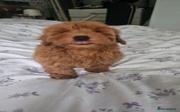 Mixed Breed dogs for sale: Westipoo ready  - Advert 9