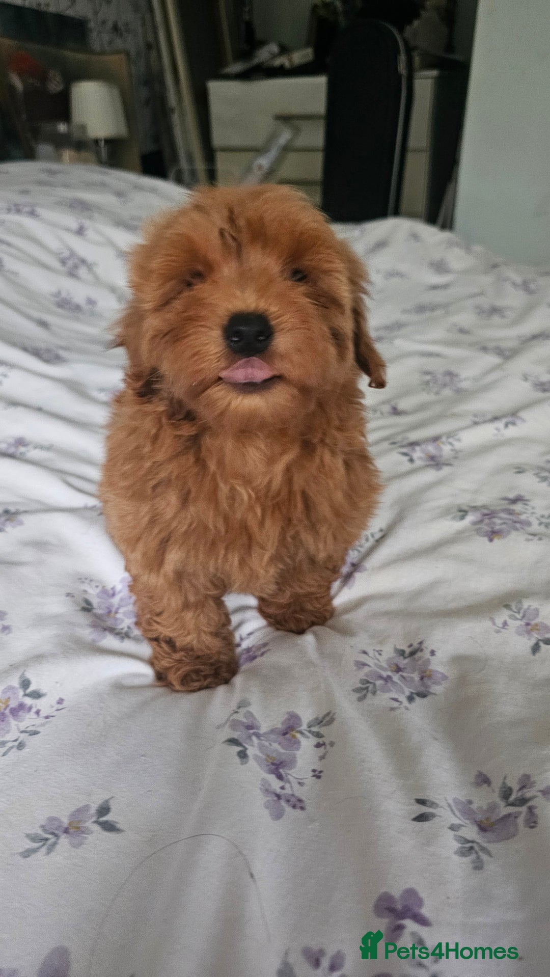 Mixed Breed dogs for sale: Westipoo ready  - Advert 9