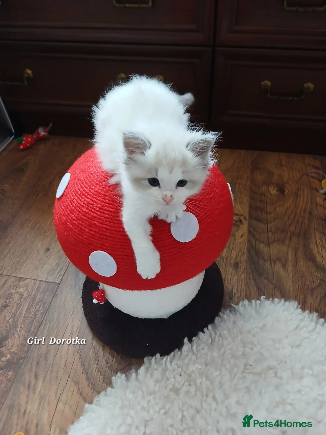 Ragdoll cats for sale: Ragdolls in Nelson - Advert 1