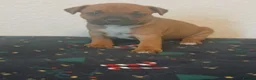 Staffordshire Bull Terrier dogs for sale:  red staffordshire bullterrier puppies 🐶  - Advert 14