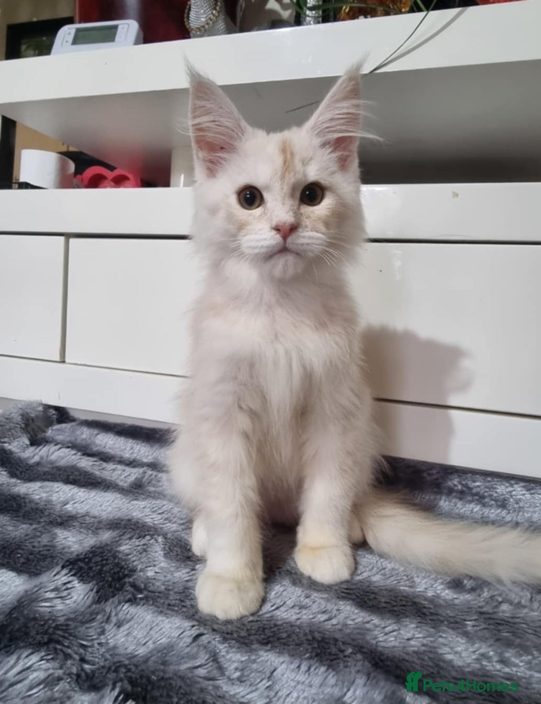 Maine Coon cats for sale: Beautiful Maine Coon Kittens - Advert 4