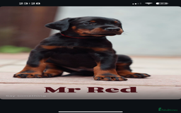 Dobermann dogs for sale: Exceptional Confident European Doberman puppies - Image 12