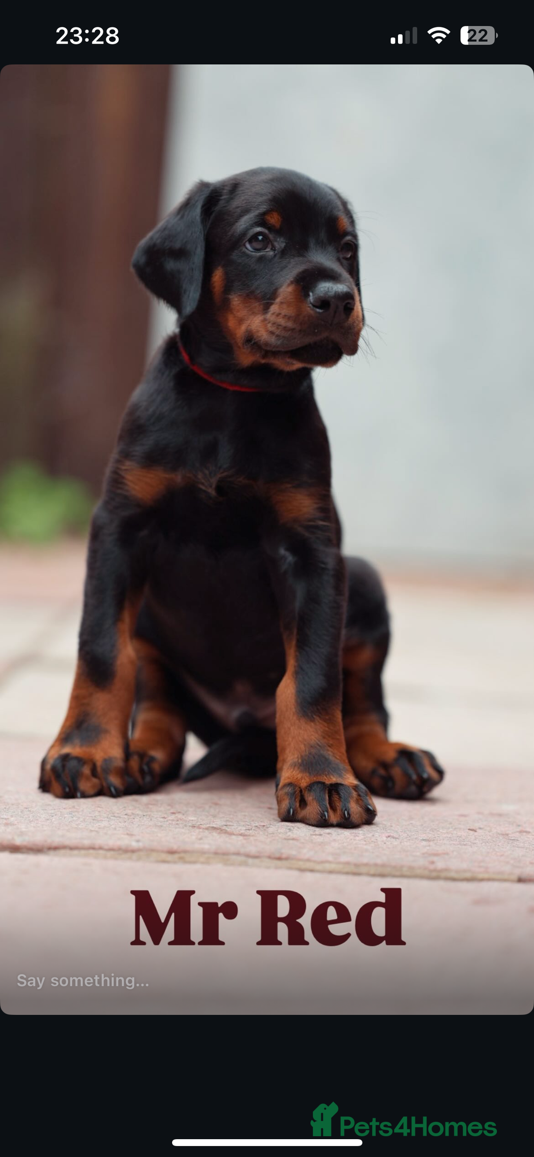 Dobermann dogs for sale: Exceptional Confident European Doberman puppies - Image 12