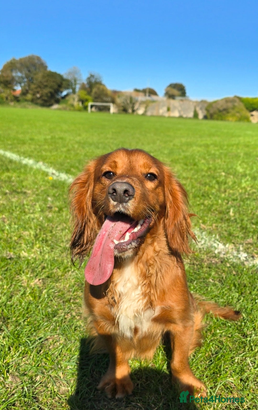 Cocker Spaniel dogs for sale: Fox red kc registered cocker spaniels - Advert 2