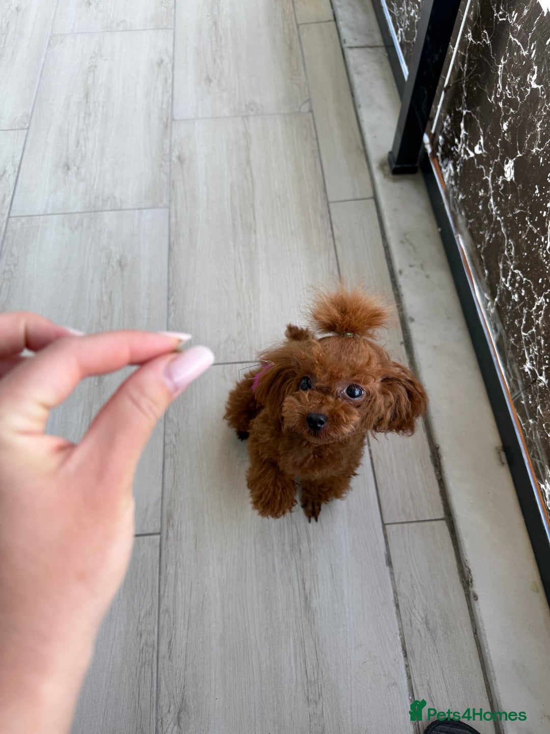 Poodle dogs for sale: Stunning Asian poodle for sale 🤩 - Image 9
