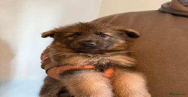 German Shepherd dogs - Advert 1