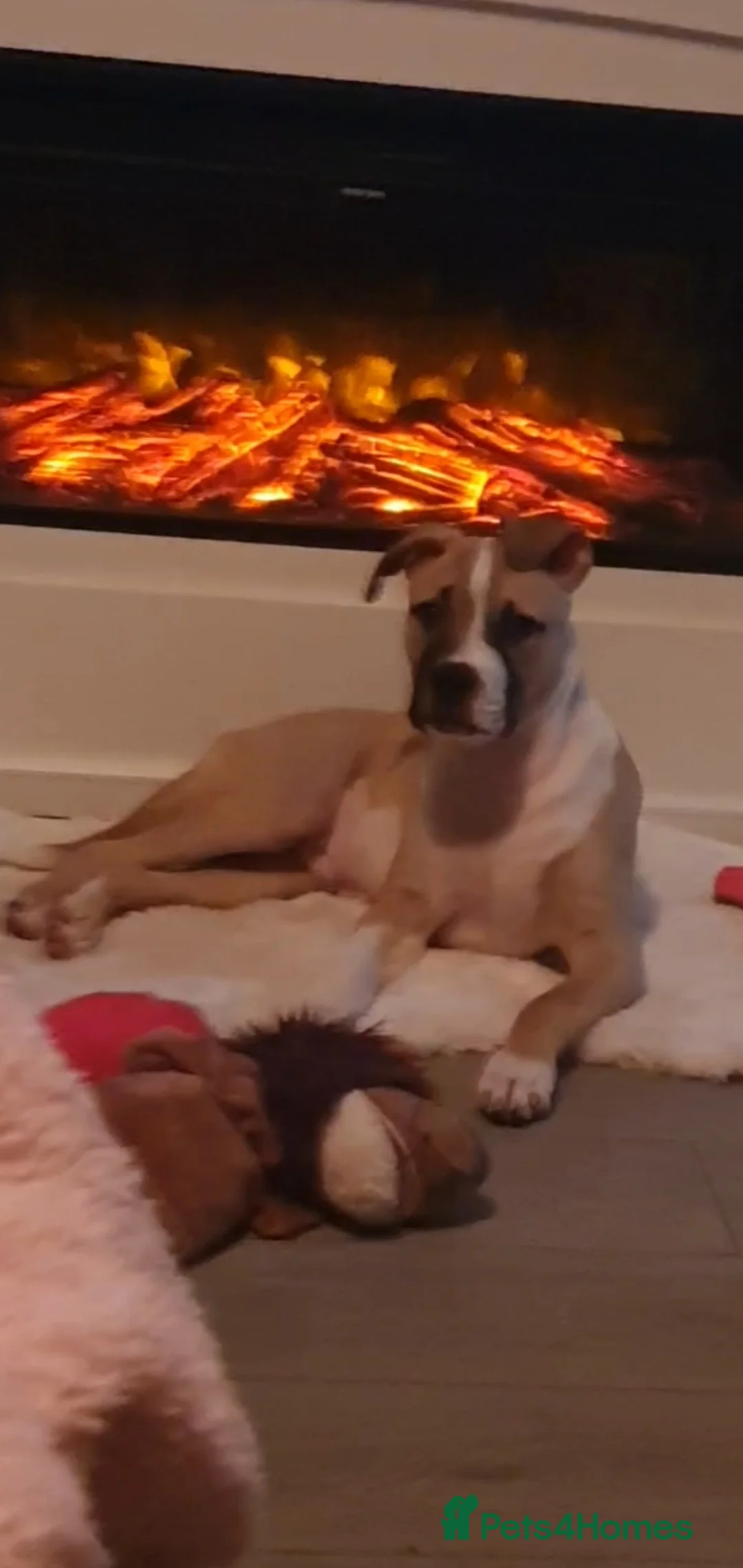 Mixed Breed dogs for sale: Puppy - Advert 2