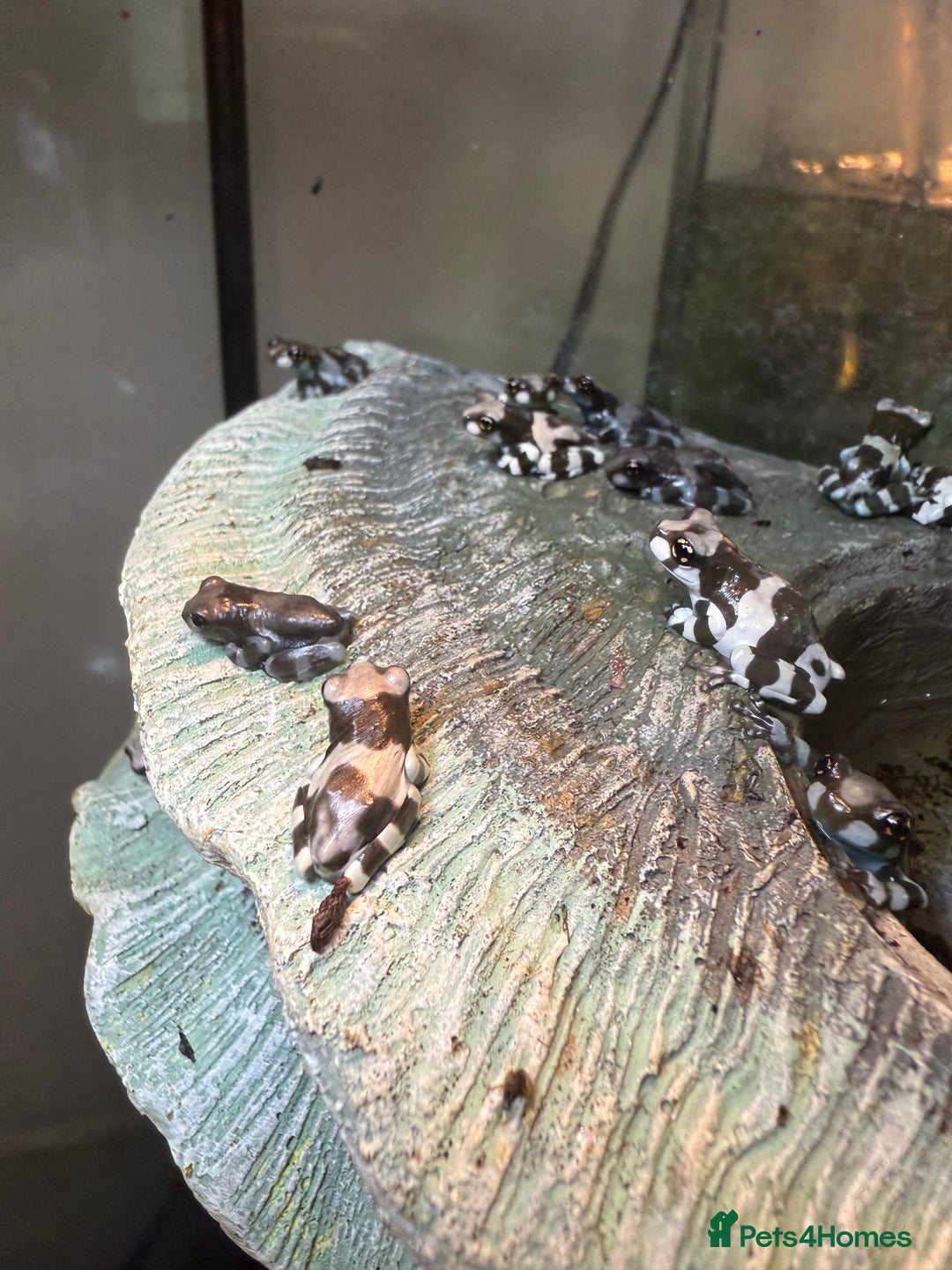 Frog reptiles for sale: Amazon Milk Frog - Image 1