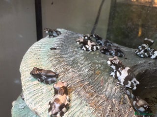 Frog reptiles - Advert 1