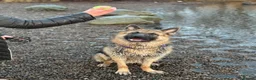 German Shepherd dogs for sale: Male German Shepherd- sad rehome  - Advert 7