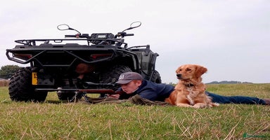Golden Retriever dogs - Advert 3