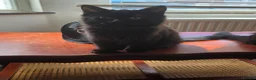 Mixed Breed cats for sale: Playful kittens  - Advert 3