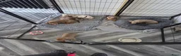 Miniature Dachshund dogs for sale: Lovely Miniature Dachshund Puppies  in Doncaster - Advert 6