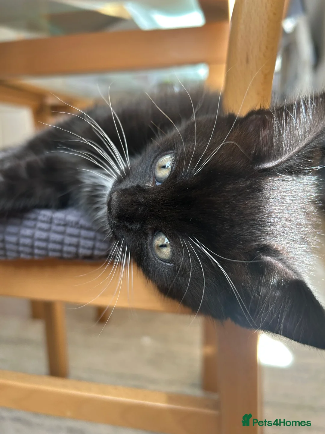 British Shorthair cats for sale: Beautiful tuxedo looking for her forever home  - Advert 10