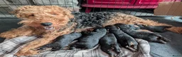 Welsh Terrier dogs for sale: Outstanding Litter of Champion Line Welsh Terriers - Advert 5