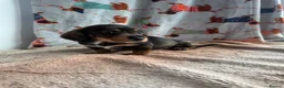 Dachshund dogs for sale: KC teckel/wirehaired dachshunds  - Advert 5