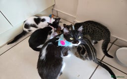 Mixed Breed cats for sale: Male kitten for sale - Image 3