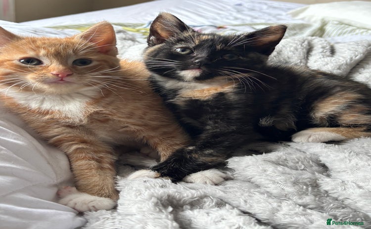 Mixed Breed cats - Advert 2