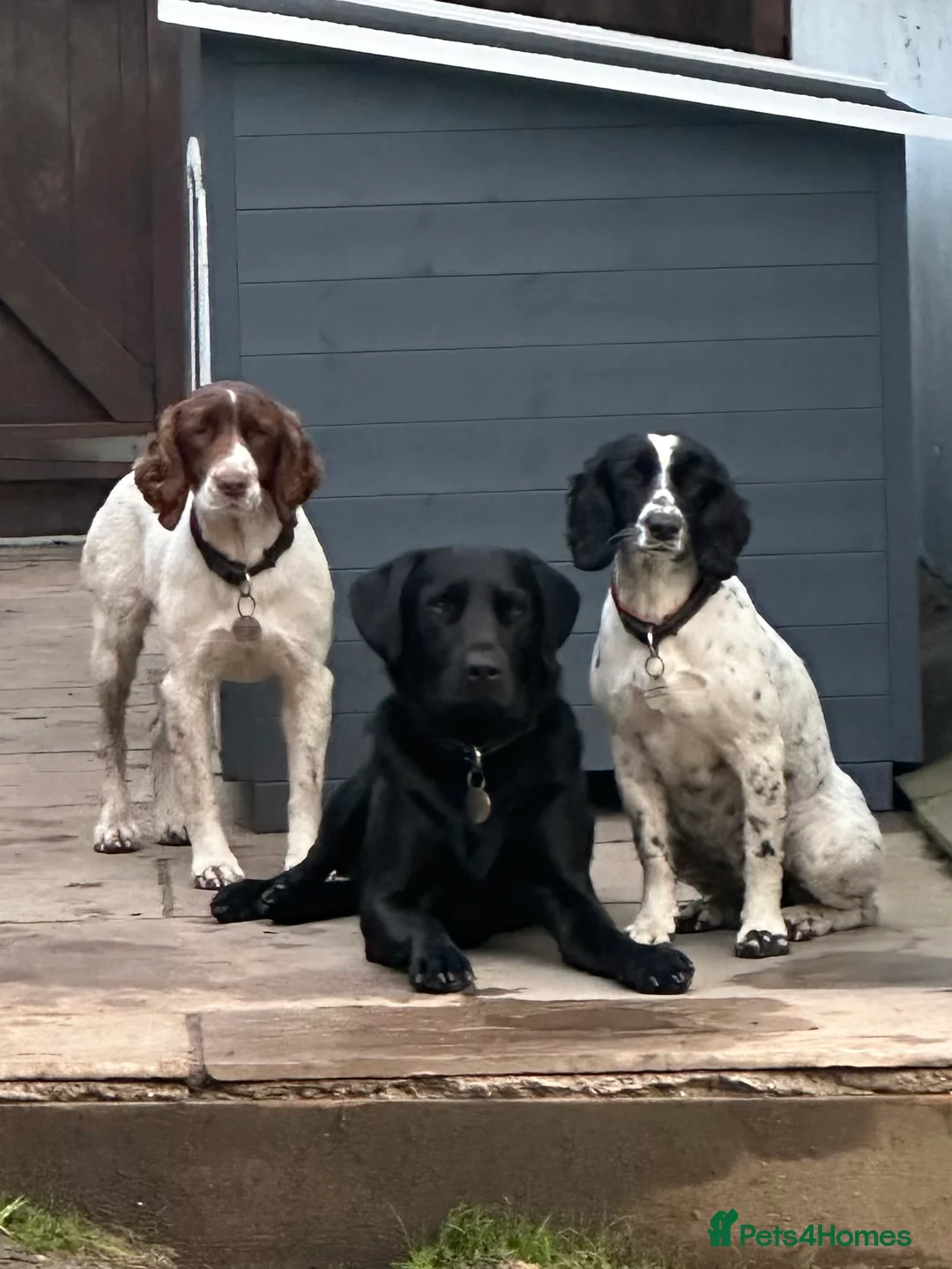 Labrador Retriever dogs for stud: Proven, KC Reg, fully health tested Labrador stud - Advert 10