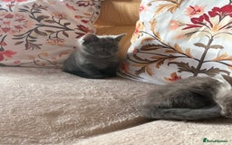 Mixed Breed cats for sale: Grey kittens for sale - Image 10