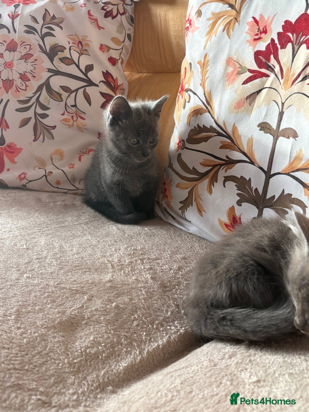 Mixed Breed cats for sale: Grey kittens for sale - Image 10
