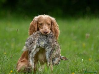 Cocker Spaniel dogs Maesydderwen Spectacular standing at stud in Langport - Advert 1