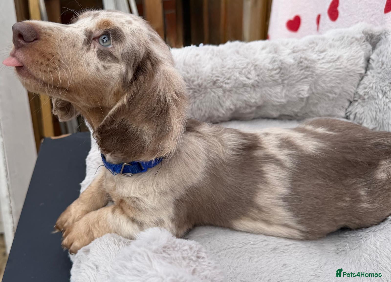 Miniature Dachshund dogs Miniature dachshund - KC registered  - Advert 2