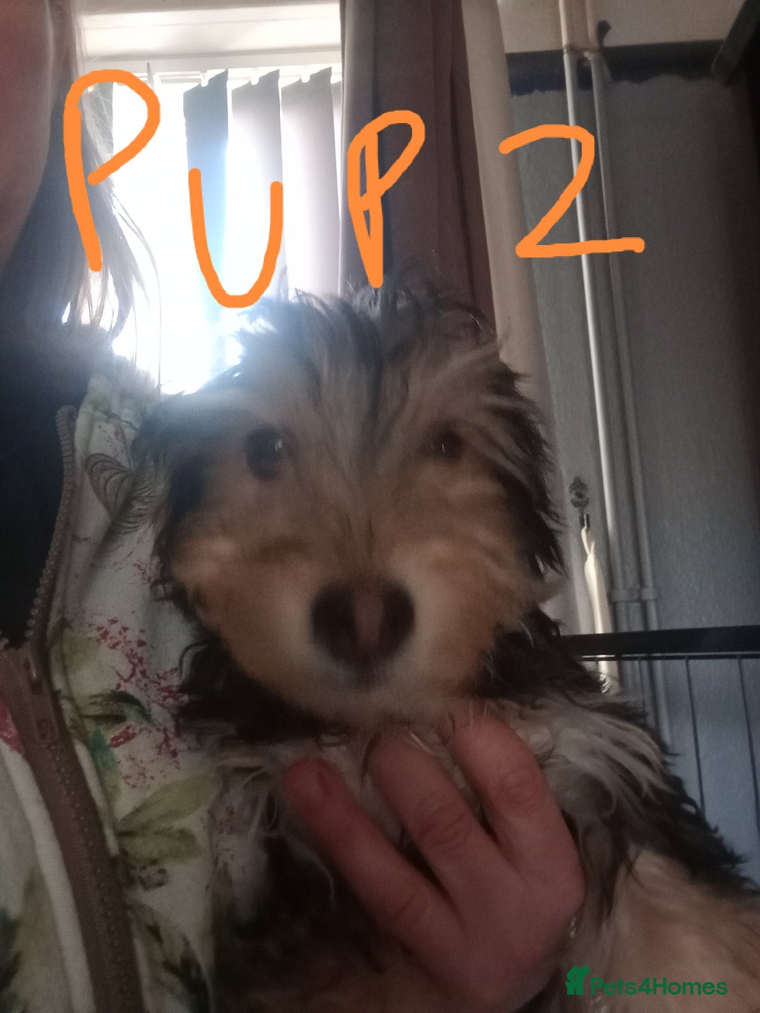 Mixed Breed dogs for sale: 3 Cockapoo x Jack Russell DNA clr Mum - Advert 20