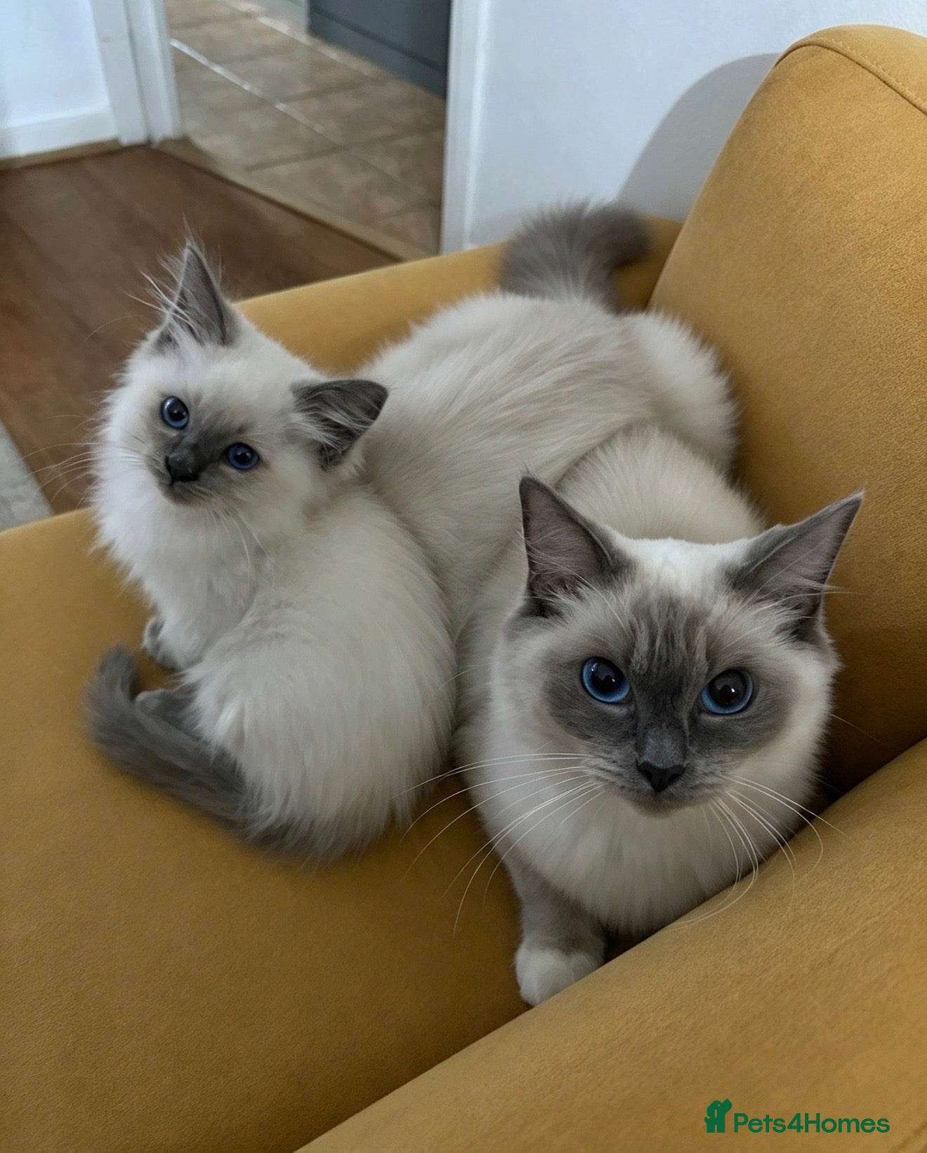 Ragdoll cats ❤️ 🐾 Meet Your New Best Friend! 🐾 ❤️ - Advert 1