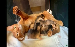 Abyssinian cats for sale: Gorgeous Abyssinian Kittens  Ready December 2025 - Image 10