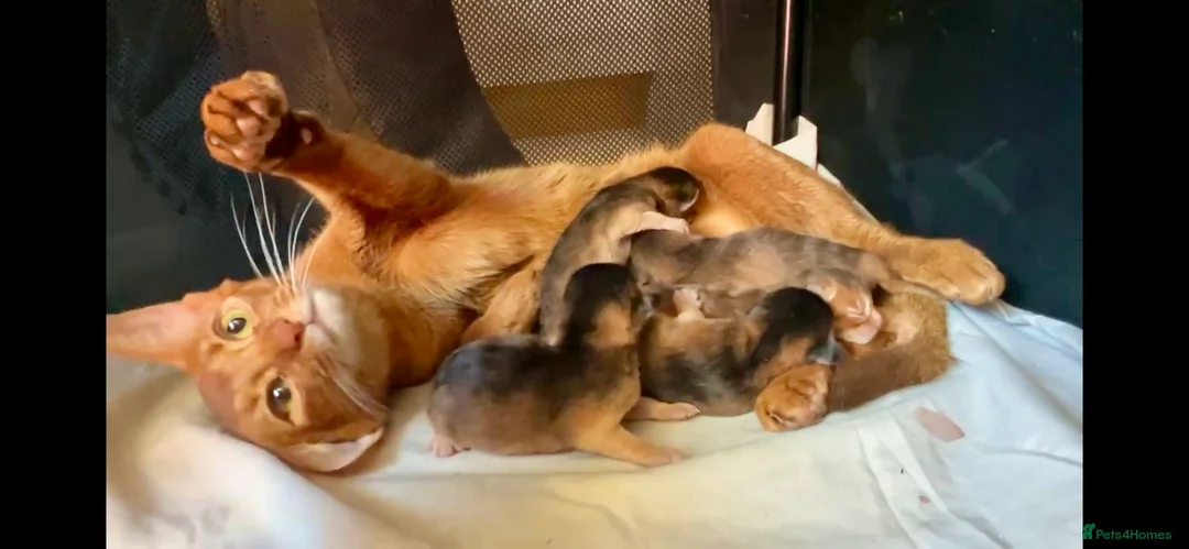 Abyssinian cats for sale: Gorgeous Abyssinian   Sorrel girl Brisa    - Advert 13